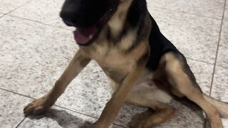 My dog 6