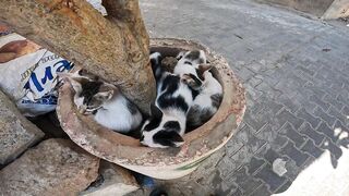 The gentleness of kittens brings peace to the soul.