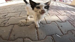 The kittens were happy waiting for me in the corner to feed them.
