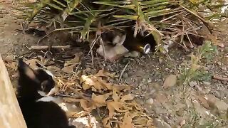 Homeless kittens sleeping without their mother and extremely hungry
