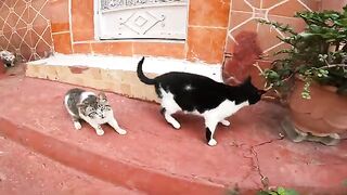 The little kitten looks scared, but it comes to me because it is hungry.