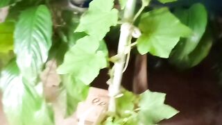 Pepino 2