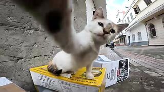 A poor pregnant cat gets angry when someone touches her ear.