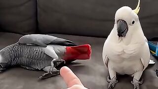 Playing to see who will get a treat