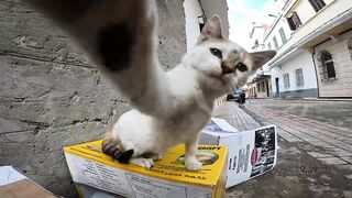A poor pregnant cat gets angry when someone