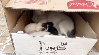 The mother cat nurses her five kittens even though she is hungry.