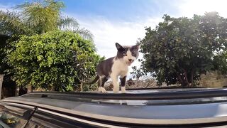 A cute cat lying on top of a car, showing affection and making soft meows.