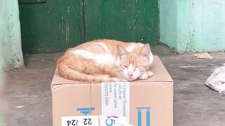 The poor mother cat is asleep while her kittens are extremely hungry.