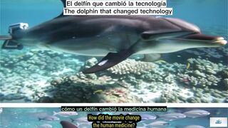The dolphin that changed technology,El delfín que cambió la tecnología