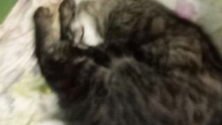 Gato dorminhoco