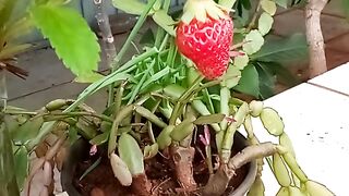 Morango 4
