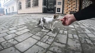 Two small kittens come to me crying because they are hungry and sit quietly in front of me.
