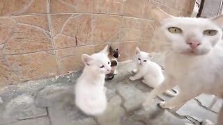 The poor mother cat lets me play with her beautiful kittens