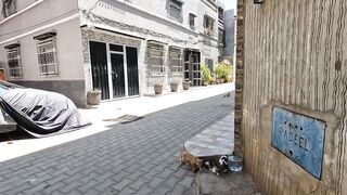 Stray kittens with their poor mother, her heart broken and her voice warm.