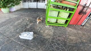 A small cat comes to me whimpering sadly with tears in its eyes, asking for food.