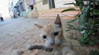 A small orphaned kitten is adopted by a tabby cat, who then goes to look for food for her.
