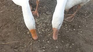 Ducks feeding time