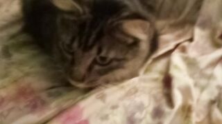 Gato dormindo