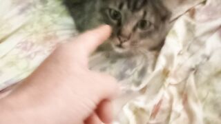 Gatinho 4