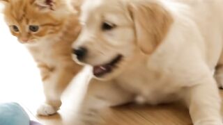 Kitten & Puppy’s Cutest Playtime! 🐱🐶❤️