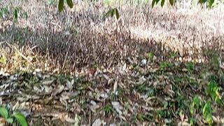 Viral durian prat1