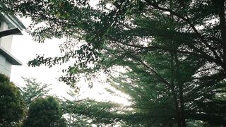IRIAN JAYA 95 BBC - MANISO (MV)