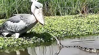 The snake and the bird