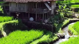 Traditional Wooden Hut on Stilts in Lush Green Balinese Rice Terraces with Flowing Irrigation Stream