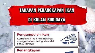 Tahapan Penangkapan Ikan Lele