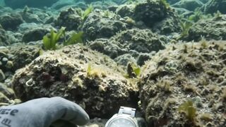 Underwater Discovery: An Old Diving Watch and a Curious Reef Fish