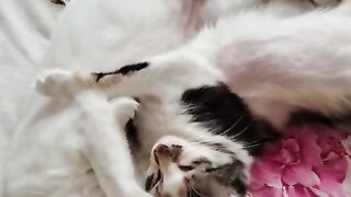Dublagem da conversa dos gatos😻