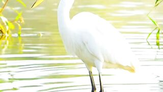 Beautiful Heron in a Peaceful Nature Scene