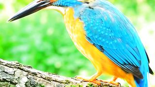 The Kingfisher’s Perfect Dive