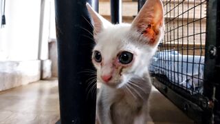 I Found Him In The Trash… You Won’t Believe The Transformation