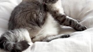 cat lovers 3