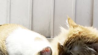 Orange CAT