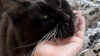 LOVERS CATTT