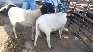 Feira de cabrito em sumé 3
