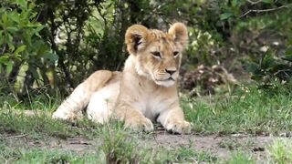 Baby Animals 3