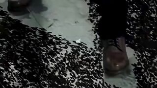 Semut ini bukan semut biasa!