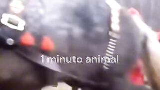 1 Minuto Animal - O Cavalo mais Forte do Mundo