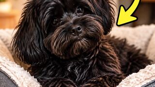 Por que seu cachorro gira antes de deitar?