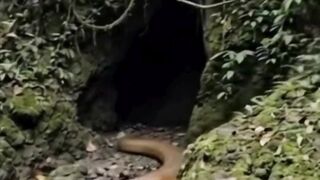 Cobra gigante. #cobragigante #sonharcomcobragigante #anacondacobragigante