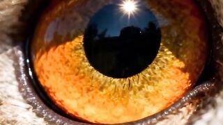Animais com poderes incríveis