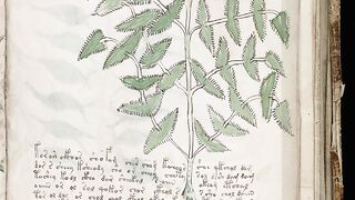 Le mystère insoluble du Manuscrit de Voynich : Le livre qu'aucun humain n'a pu décoder !