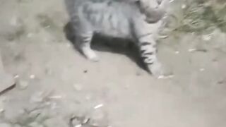 belagu banget jadi kucing