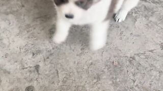 I Just Reached Out My Hand… and This Little Puppy Came Running! 😍