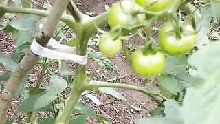 Meus pés de tomate
