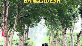 Srimangal is the tea capital of Bangladesh.