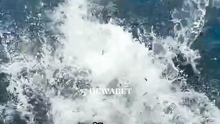 Jangan Pernah Berenang di Tengah Kawanan Ikan Ini! 😱
